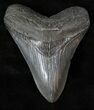 Fossil Megalodon Tooth - South Carolina #13505-1